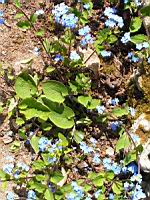 Brunnera Macrophylla (fam. Boraginacees) (01) (Photo F. Mrugala)